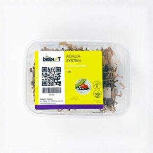 Kétpettyes katicabogár lárva