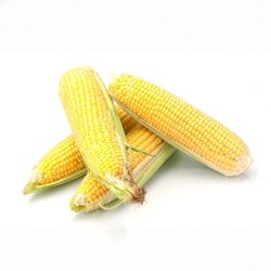 Kukorica