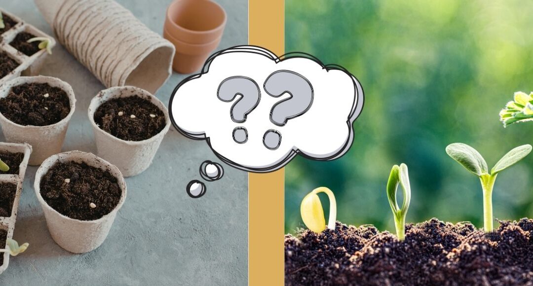 Palántázás vagy helybe vetés? – Dönts okosan, ne rutinból