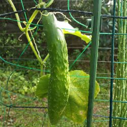 Kertépítési eszközök