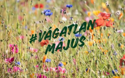 Méhlegelő kialakítása a kertben – útmutató a Vágatlan Május mozgalomhoz